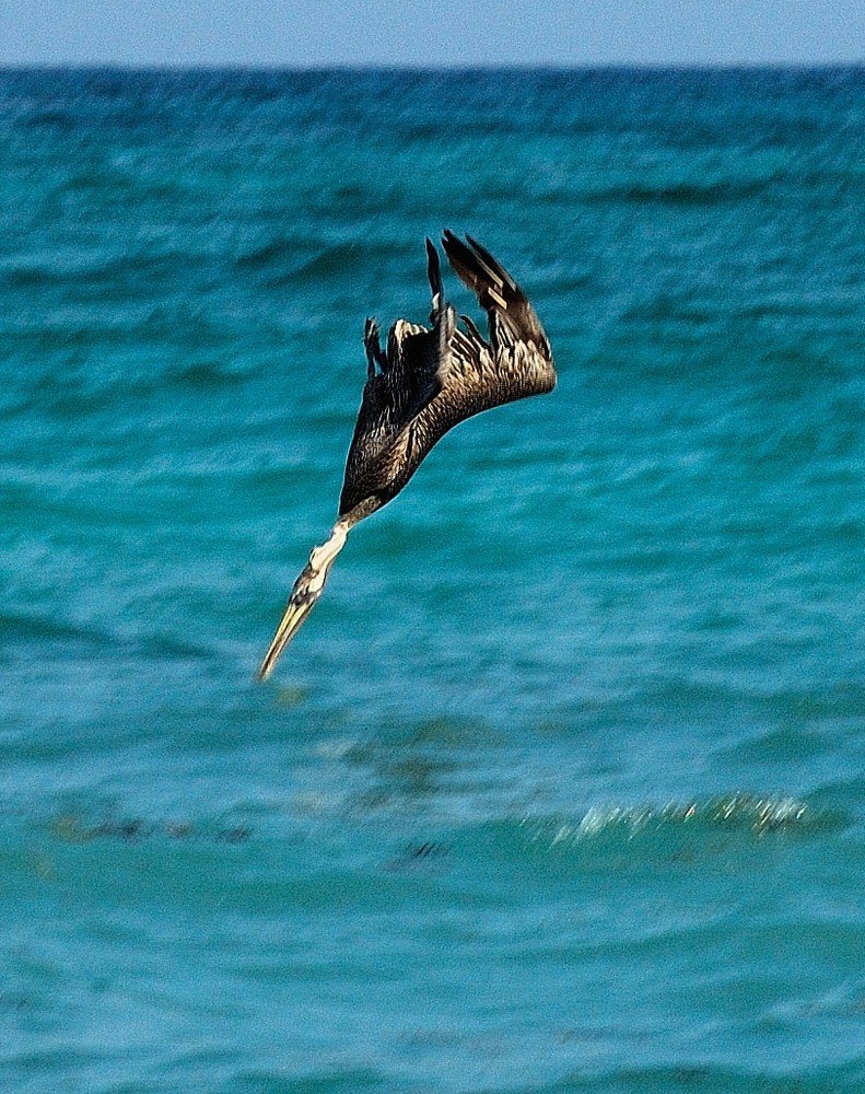 Pellicani alla riscossa!!!