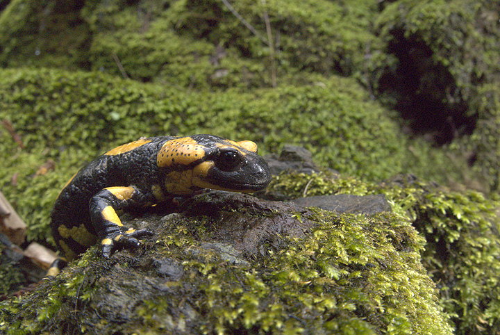 Salamandra salamandra
