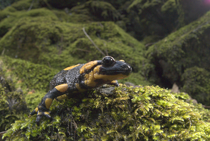 Salamandra salamandra
