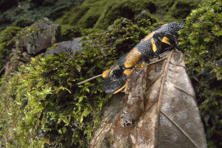 Salamandra salamandra