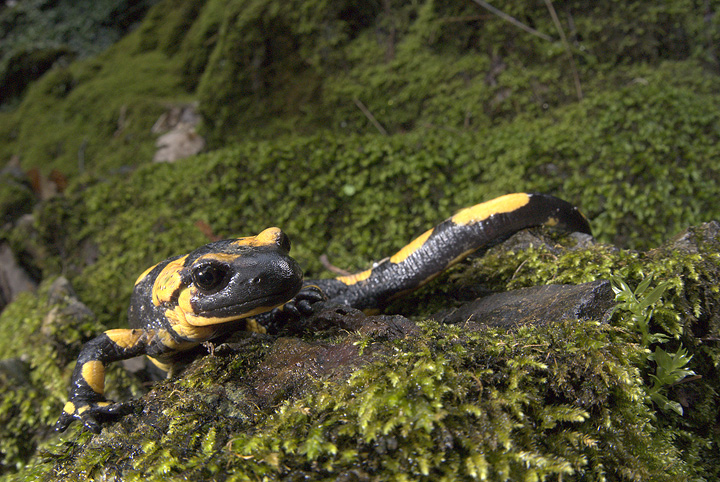 Salamandra salamandra