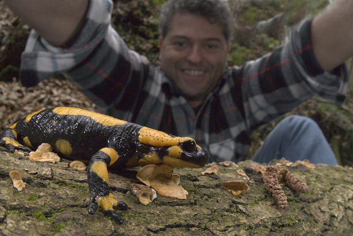 Salamandra salamandra
