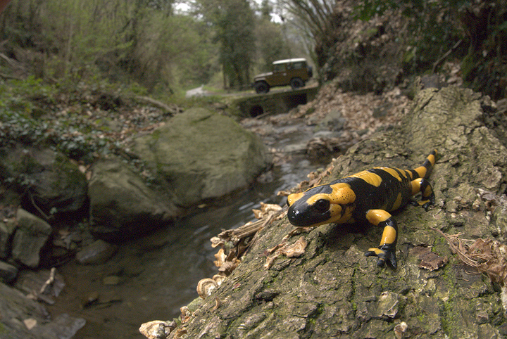 Salamandra salamandra