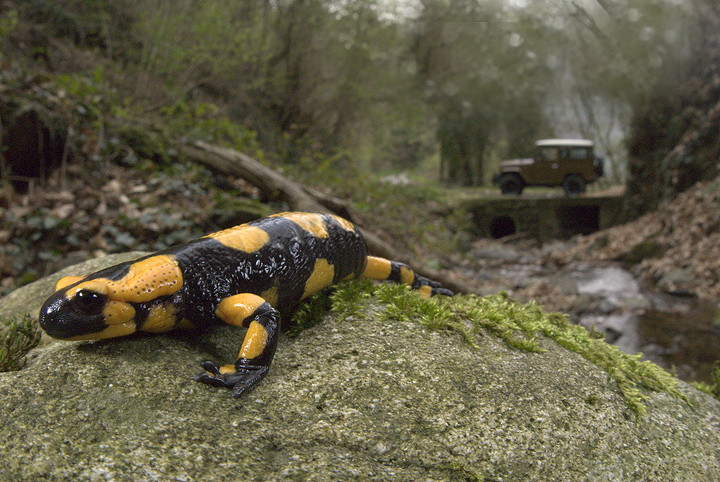 Salamandra salamandra