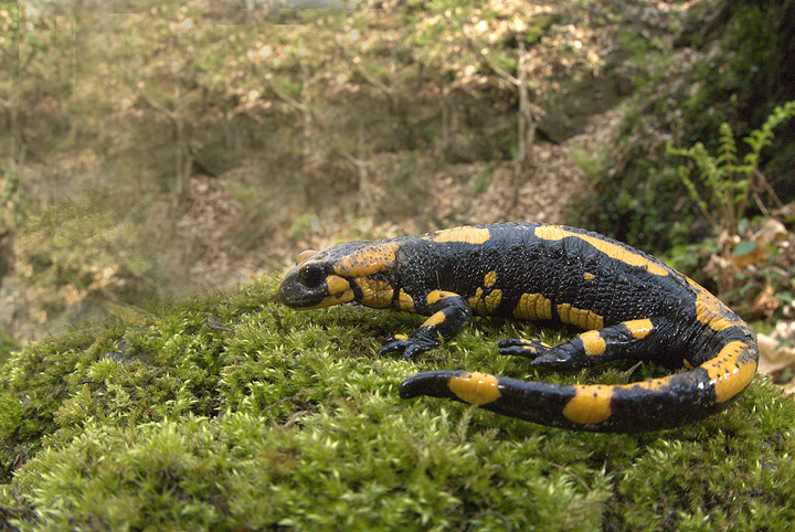Salamandra salamandra