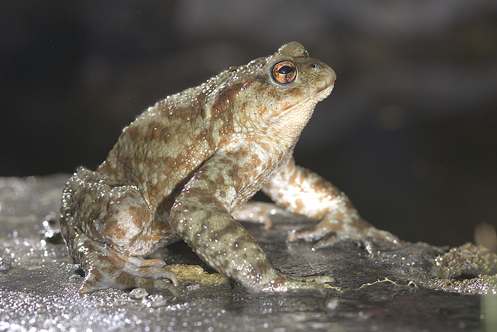 Bufo bufo