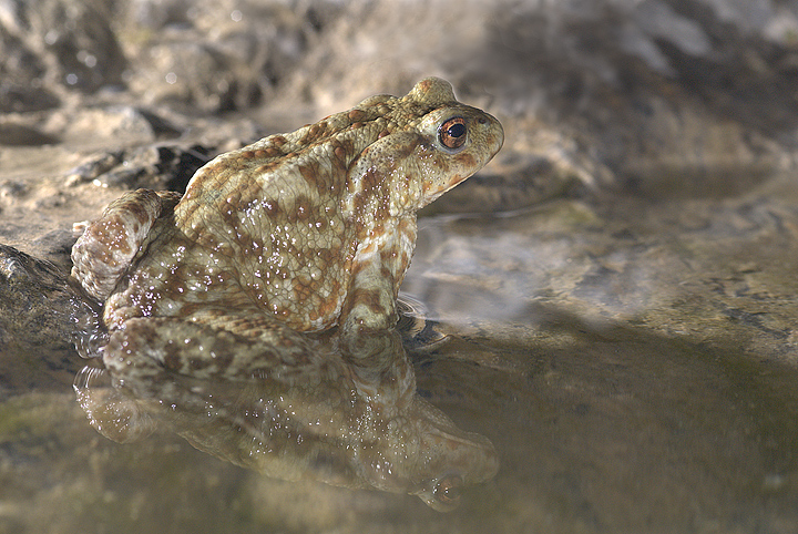 Bufo bufo
