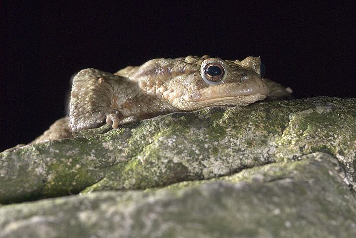 Bufo bufo