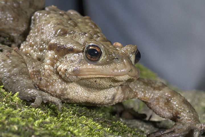 Bufo bufo