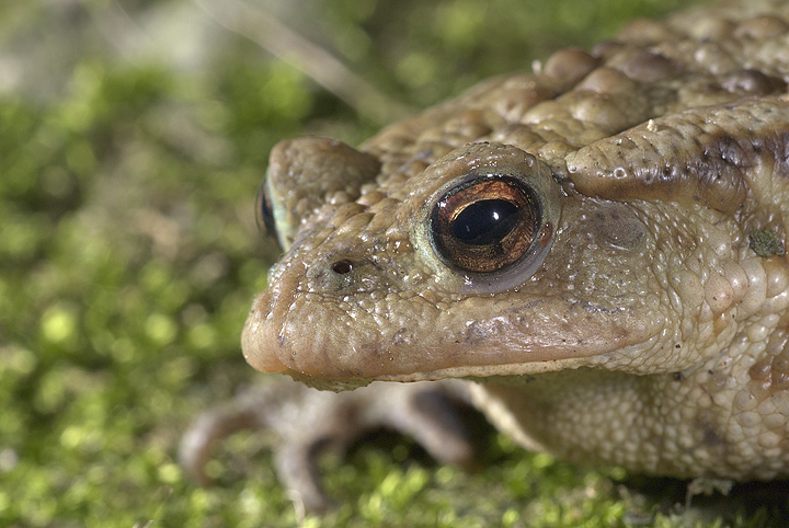 Bufo bufo