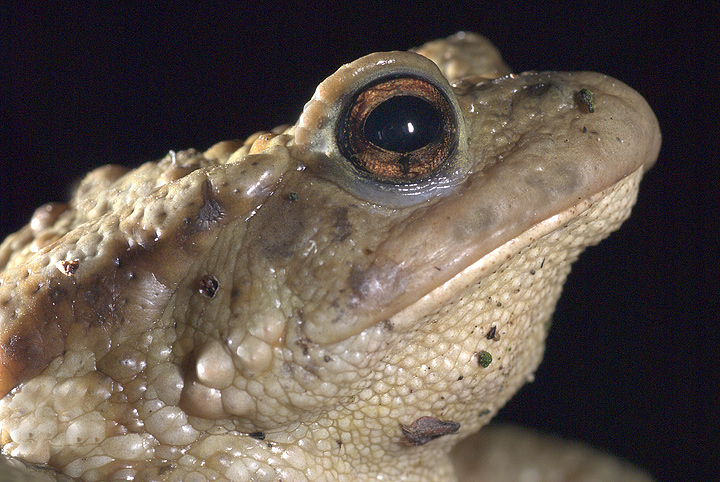 Bufo bufo