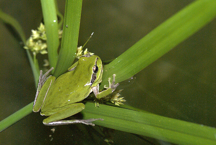 Hyla meridionalis (Raganella)