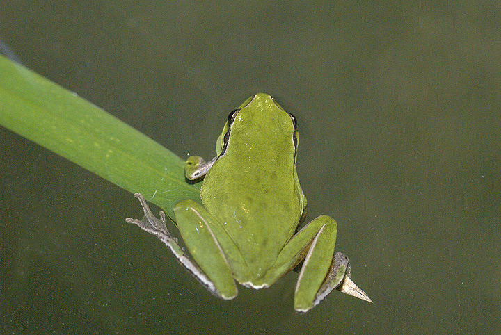 Hyla meridionalis (Raganella)