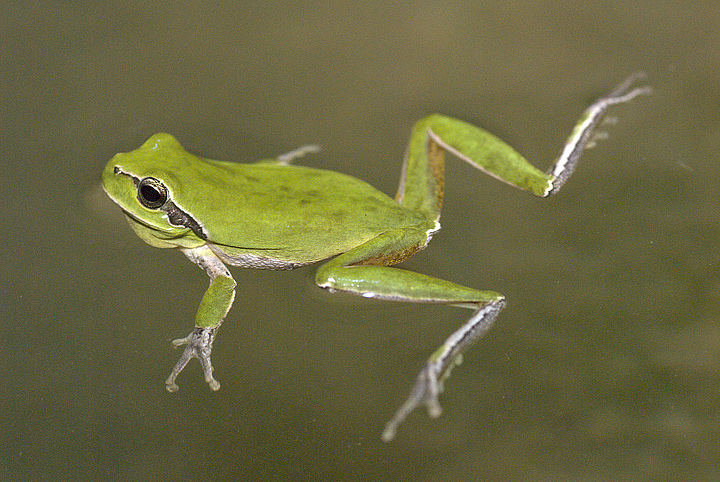 Hyla meridionalis (Raganella)