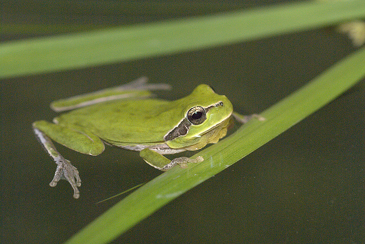 Hyla meridionalis (Raganella)