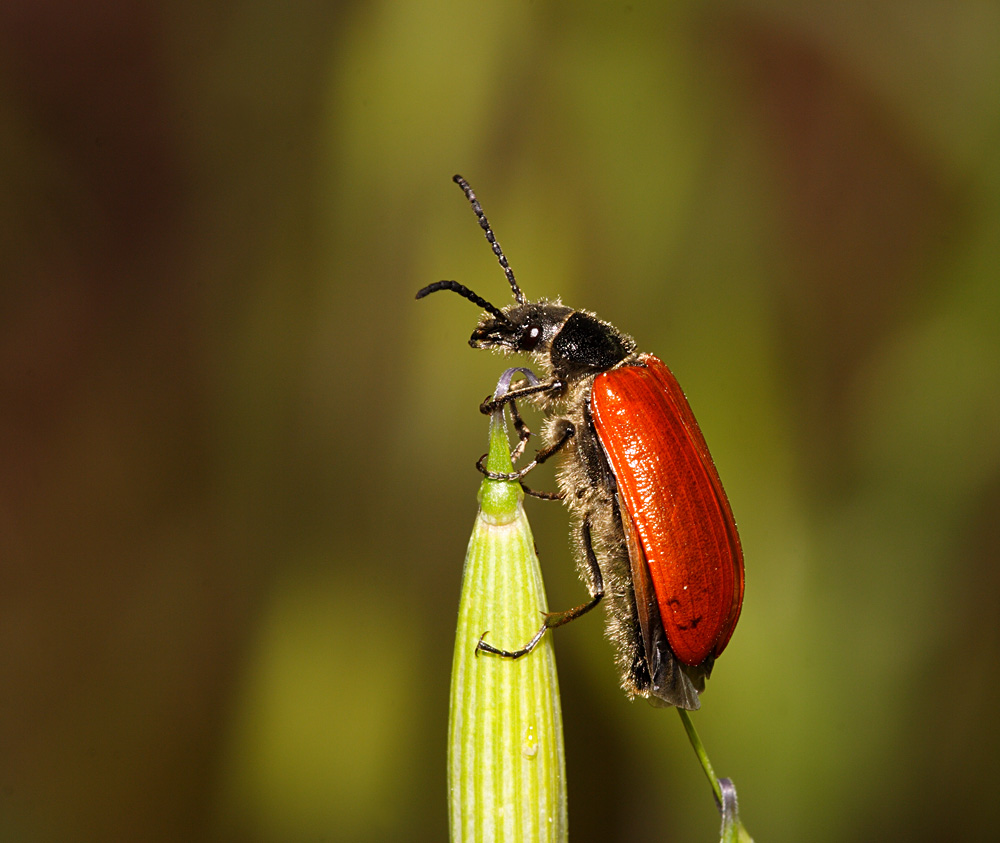 colepttero rosso
