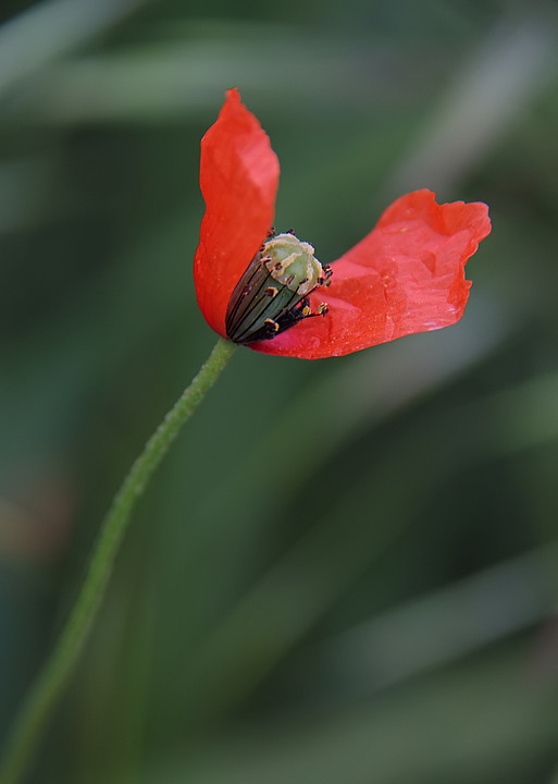 due petali rossi - 2