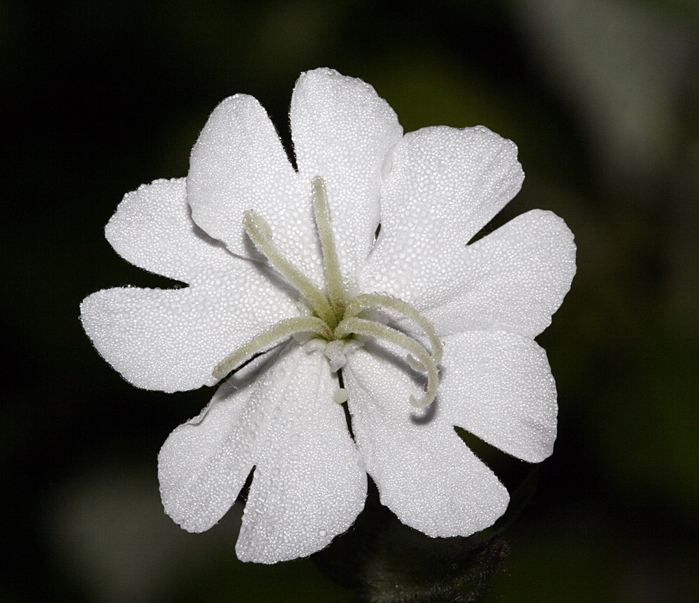 rugiada su fiore bianco