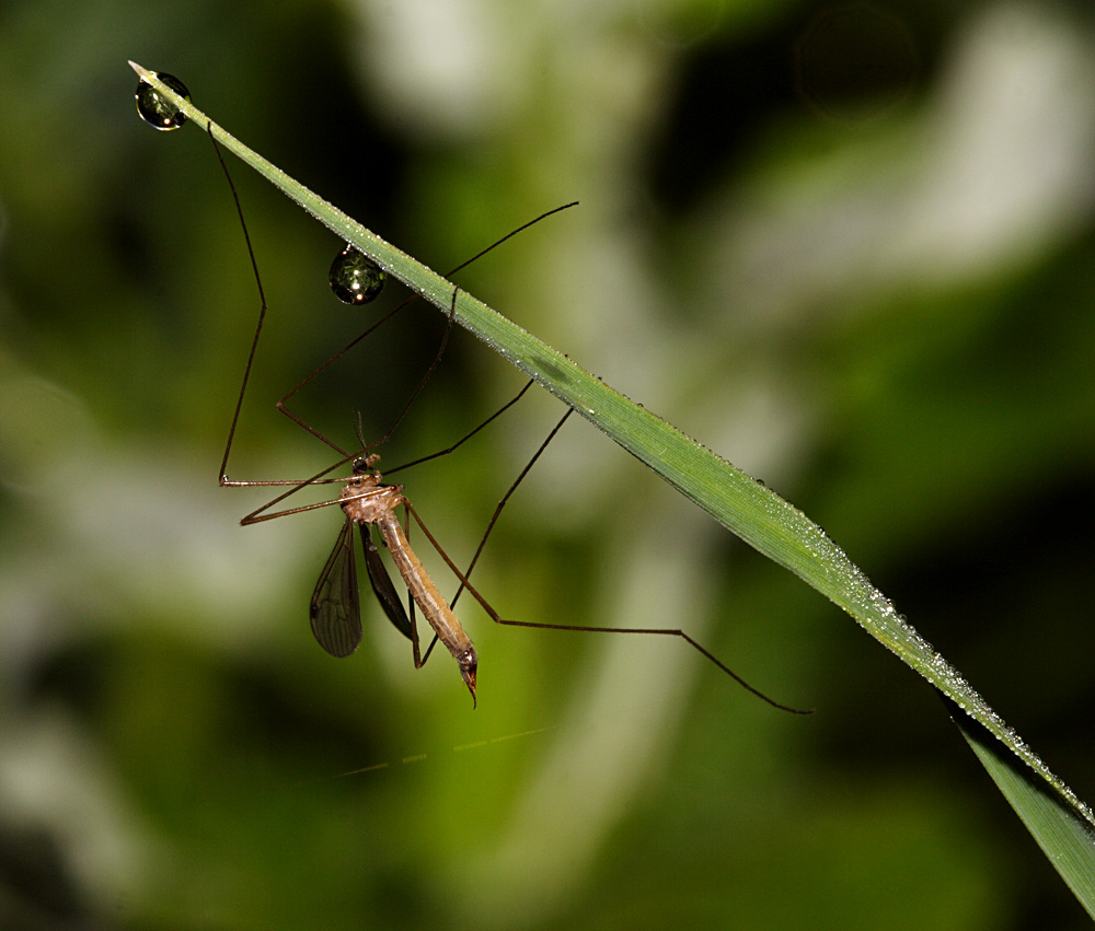 tipula e gocce d'acqua