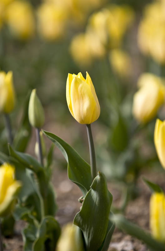 Giallo lui, giallo i suoi fratelli