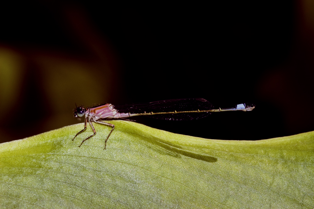 Libellula