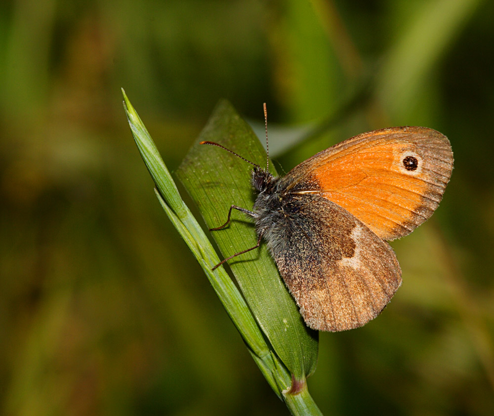 farfalla arancione