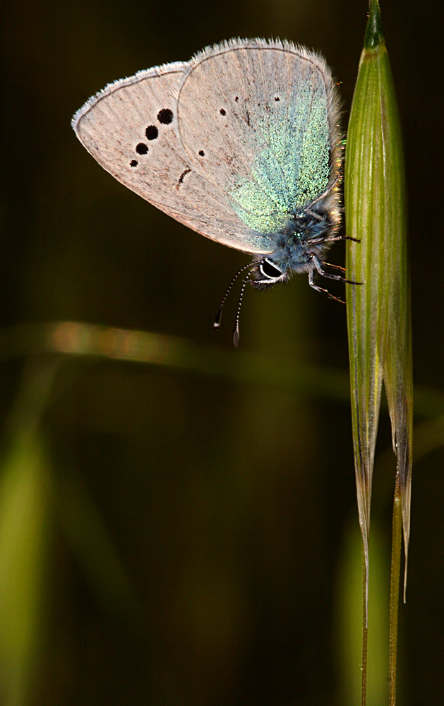 farfalla celeste