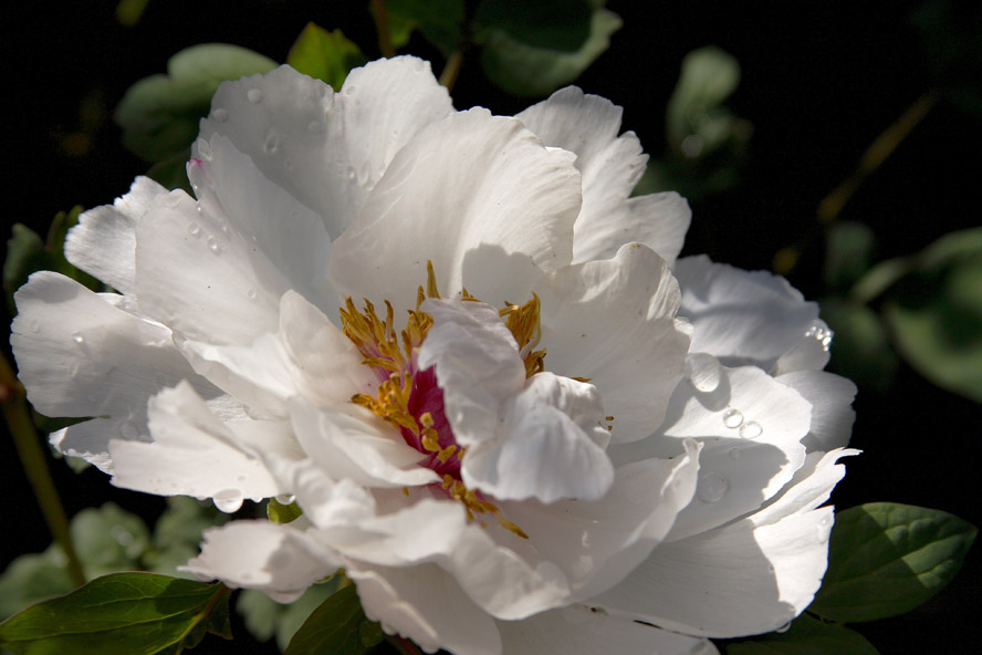 Peonia bianca