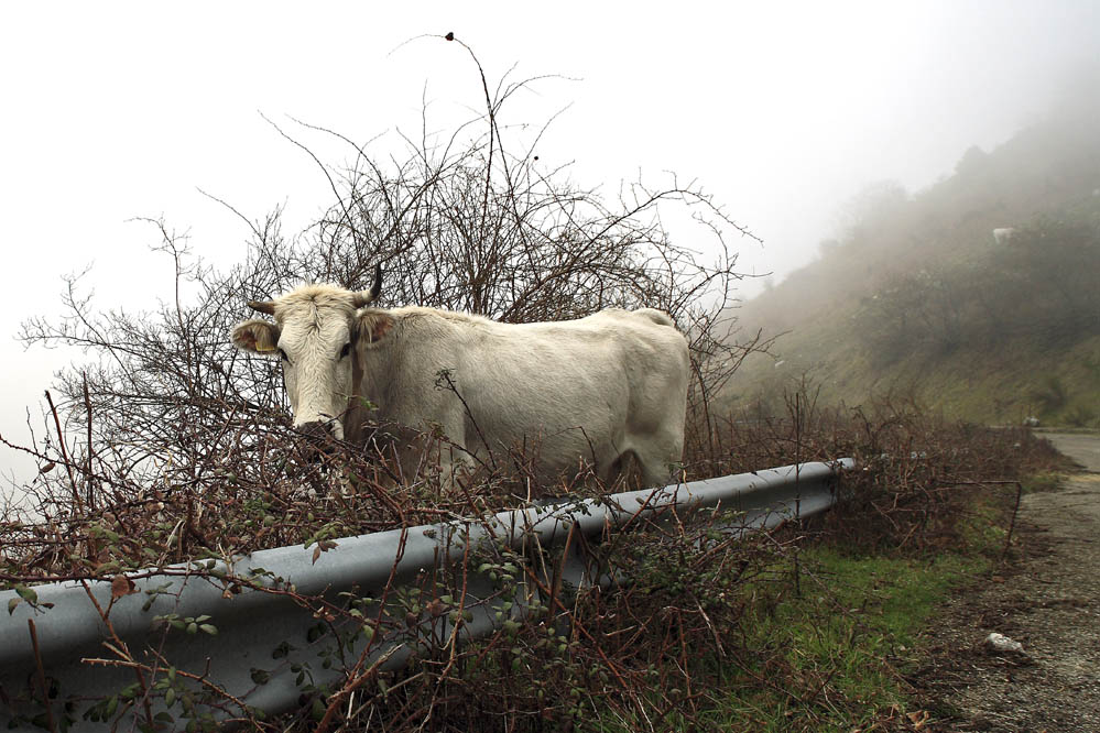 Mucca nella nebbia
