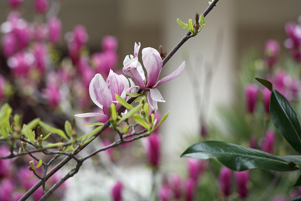 Magnolia Japonica