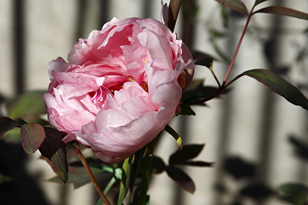 Peonia rosa