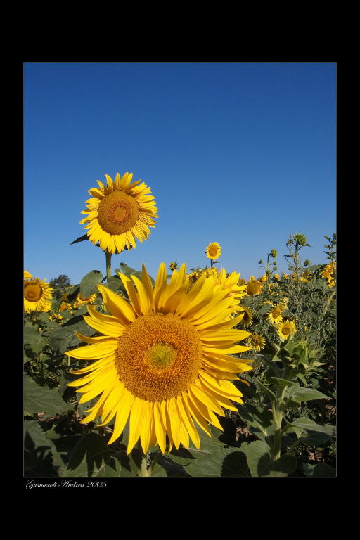 Girasoli