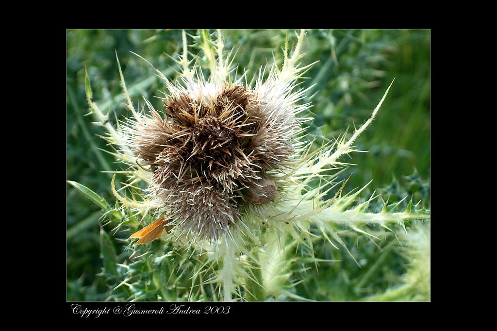 Cardo con farfalla