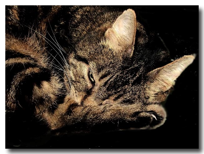 gatto