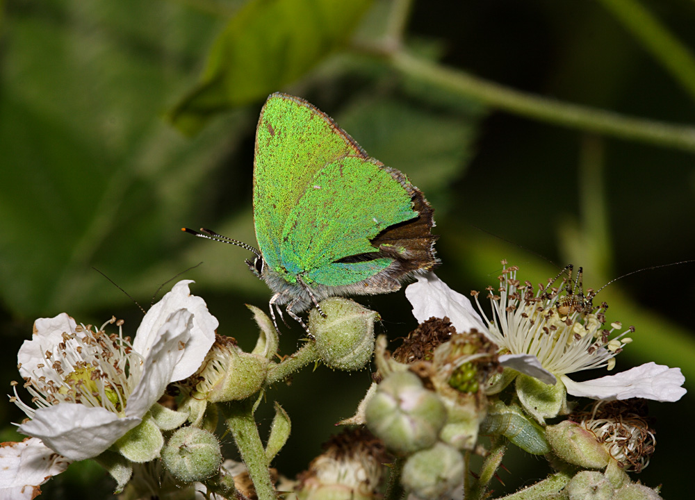 farfalla verde