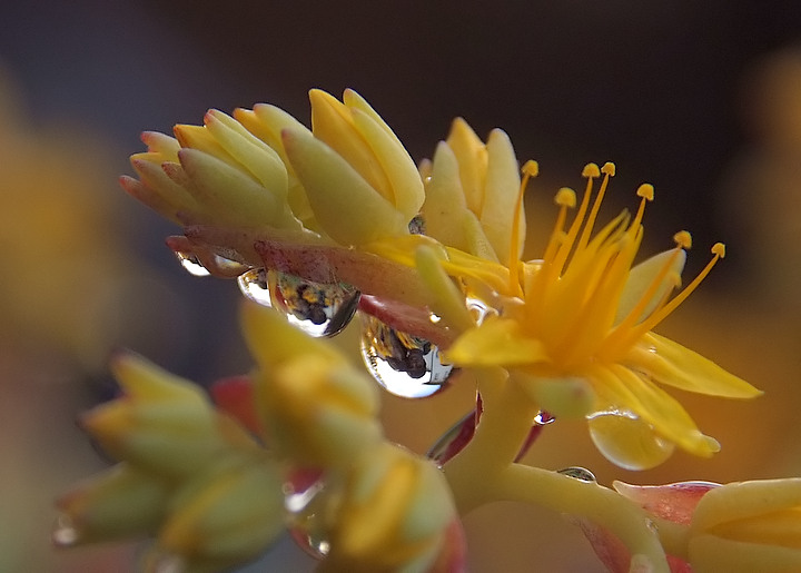 drops