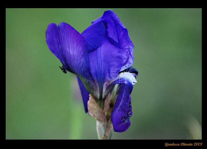 Fiore