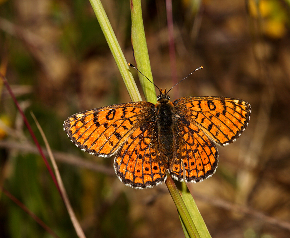 farfalla arancione