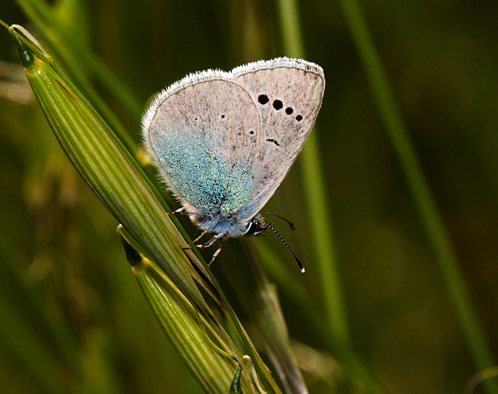 farfalla celeste in diagonale