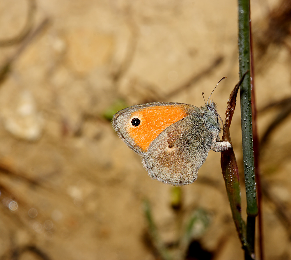 farfalla occhio nero