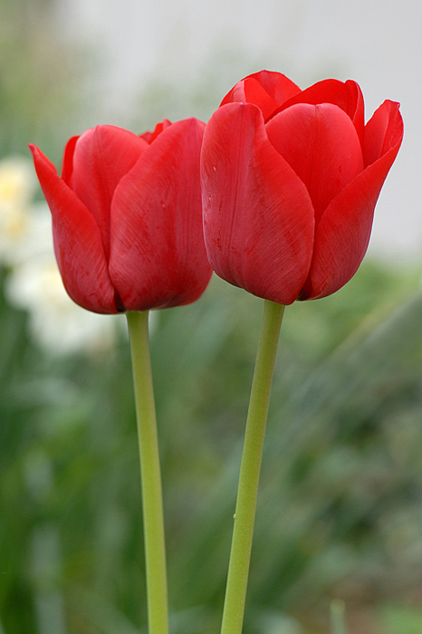 Tulipani rossi
