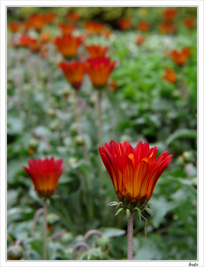 Fiorito