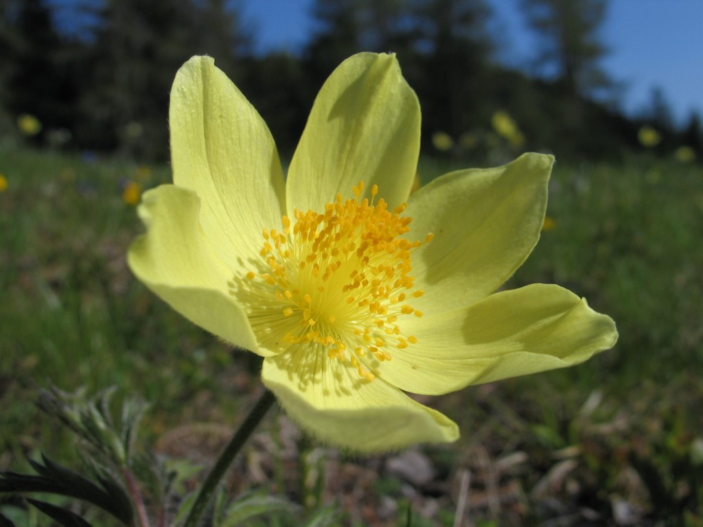 Fiore giallo