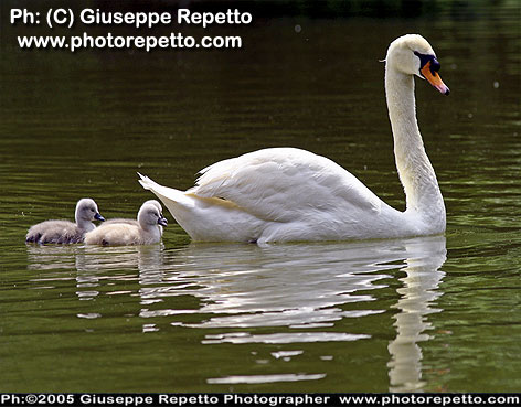 Cigni