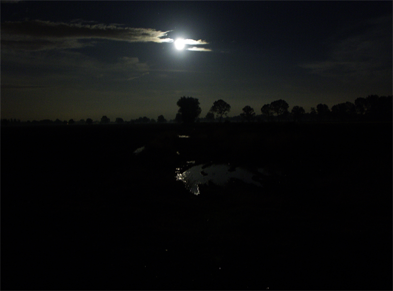 alberi nella notte