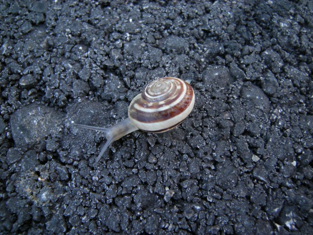 la chiocciola (prove in macro #1)