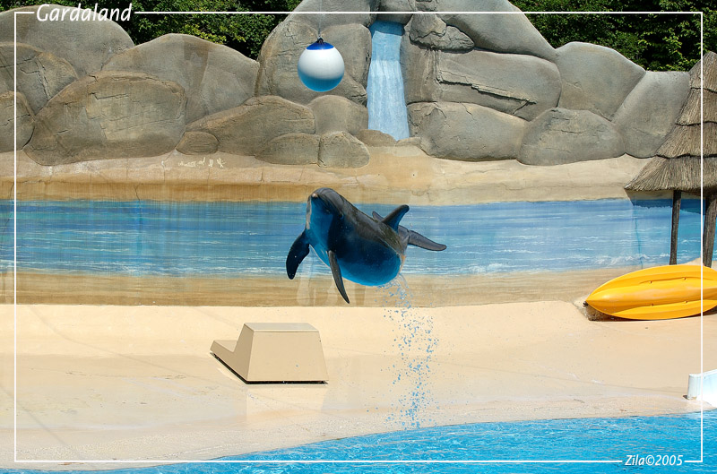 Delfino
