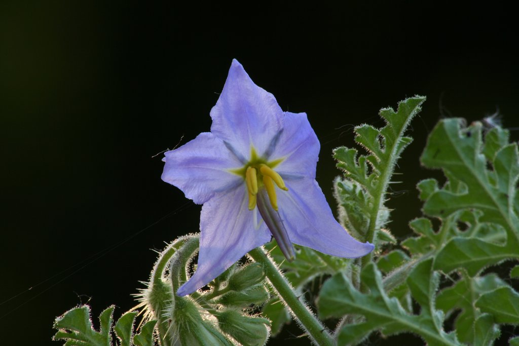 Solanum Xanthocarpum - fiore