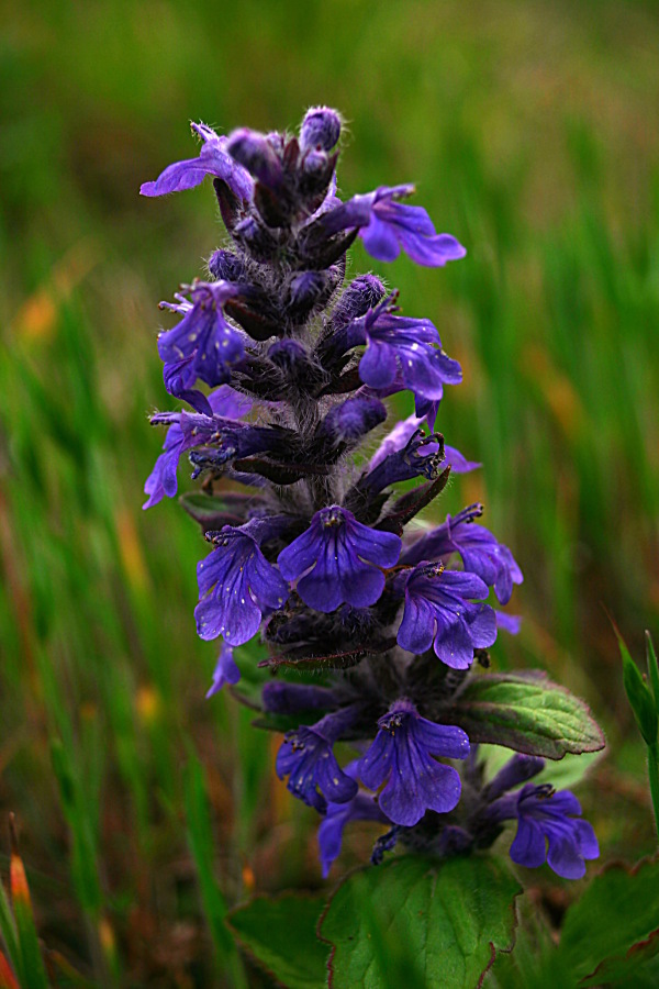 fiore 3