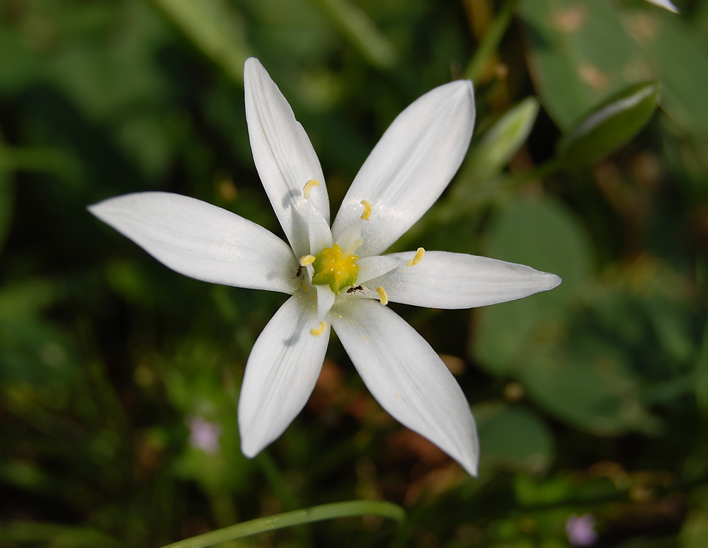 Ornithogalum umbellatum
